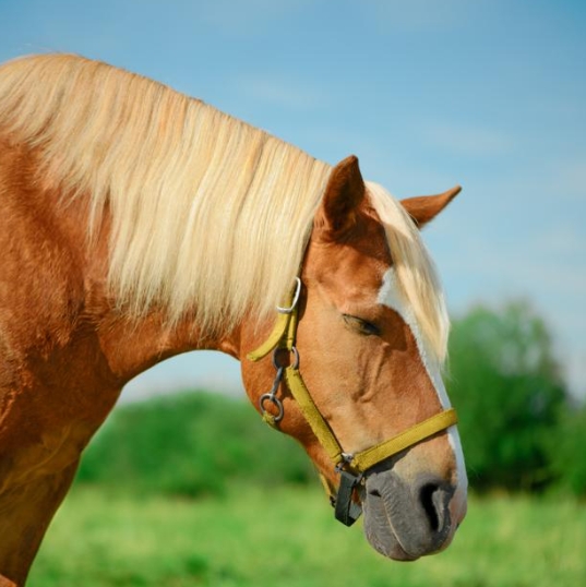 Why do horses sleep standing up while many other species do not?