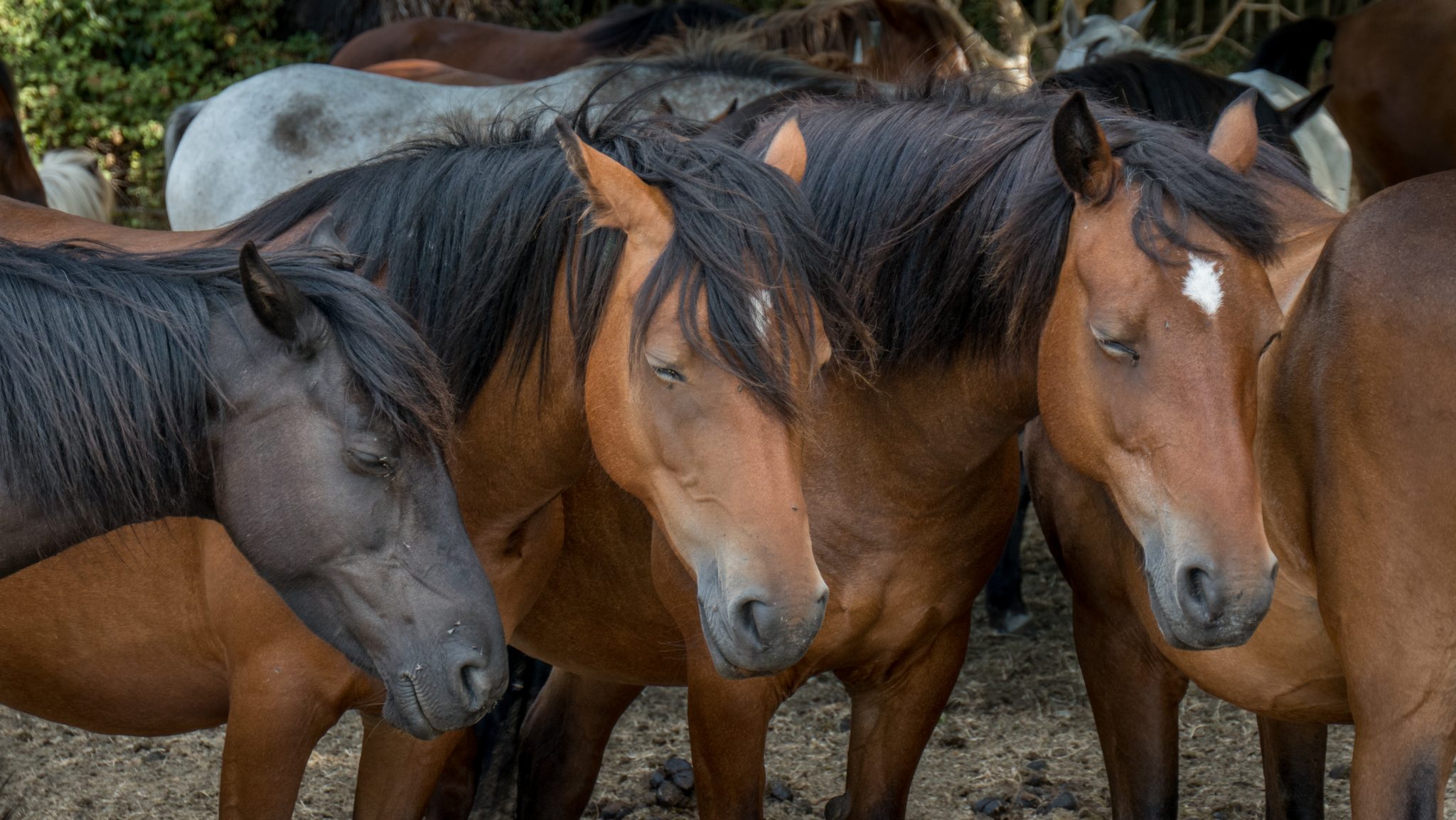 Why do horses sleep standing up while many other species do not?