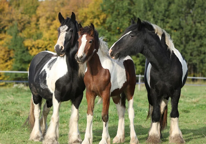 Why do horses sleep standing up while many other species do not?